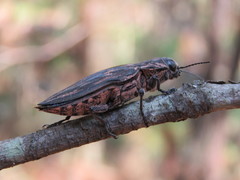 Chalcophora mexicana