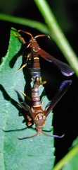 Vitacea scepsiformis