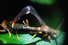 Vitacea scepsiformis