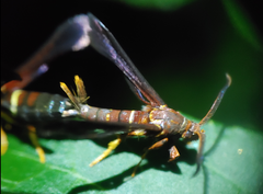 Vitacea scepsiformis