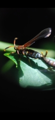 Vitacea scepsiformis