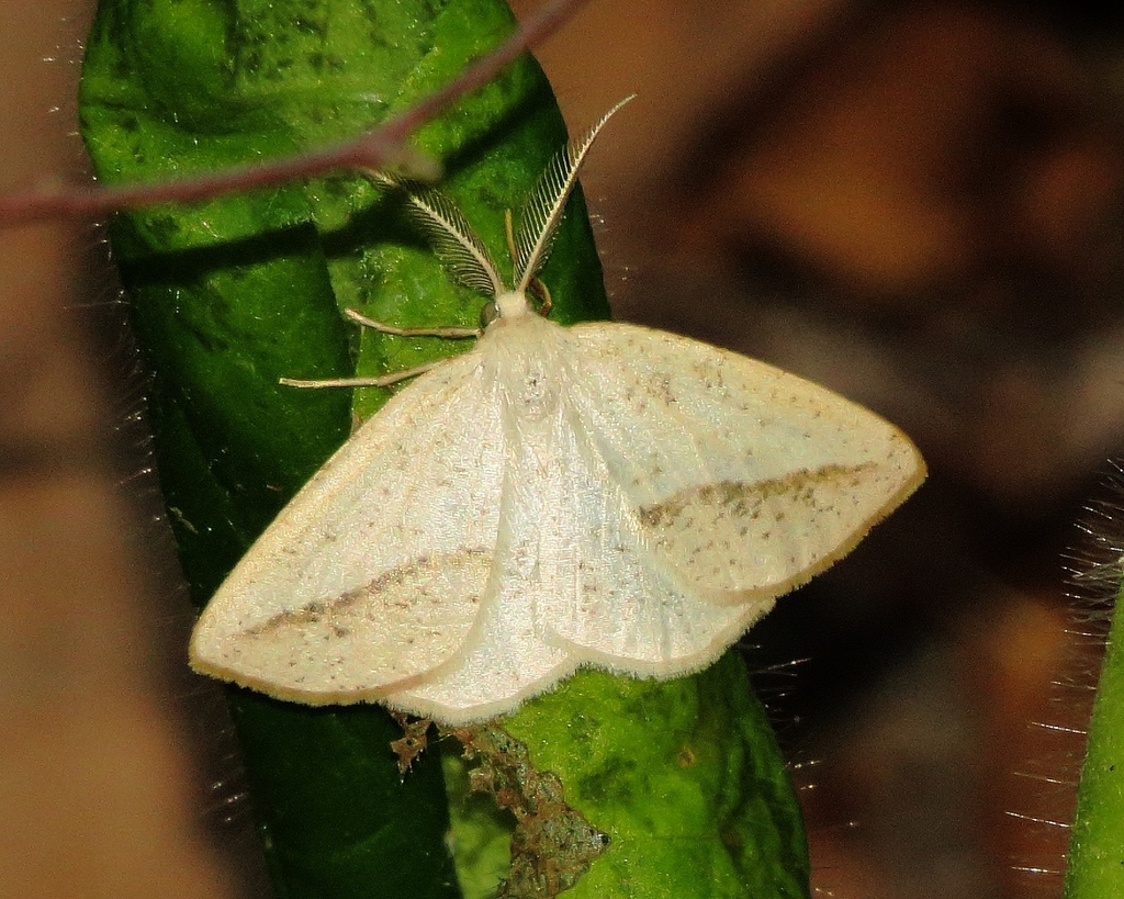 Speckled Lamplighter