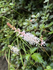 Astilbe microphylla