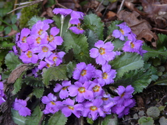 Primula bracteosa