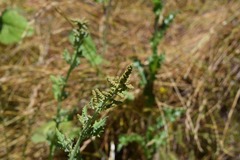 Extriplex joaquinana