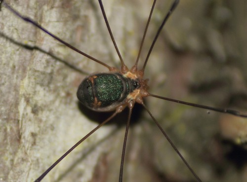 Leiobunum viridorsum