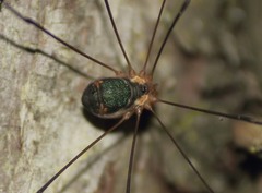 Leiobunum viridorsum