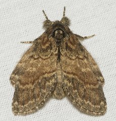 Peridea bordeloni
