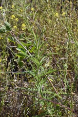 Benitoa occidentalis