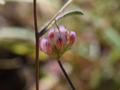 Trifolium bifidum decipiens