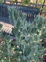 Heterotheca grandiflora