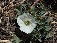 Calystegia collina venusta