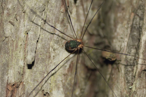 Leiobunum viridorsum