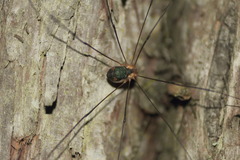 Leiobunum viridorsum