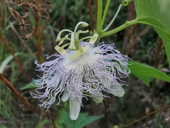 Passiflora incarnata