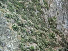 Malacothrix saxatilis implicata