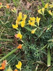 Lotus corniculatus