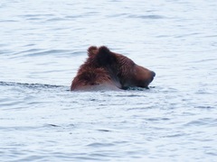 Ursus arctos sitkensis