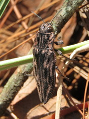 Chalcophora mexicana