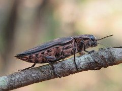 Chalcophora mexicana