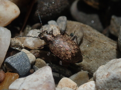 Opisthius richardsoni