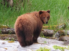 Ursus arctos sitkensis