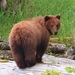 Abc Islands Brown Bear - Photo (c) rolandwirth, some rights reserved (CC BY-NC), uploaded by rolandwirth