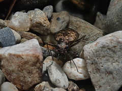 Opisthius richardsoni