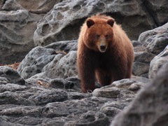Ursus arctos sitkensis