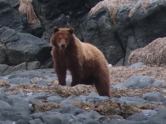 Ursus arctos sitkensis