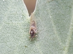 Bactericera lavaterae