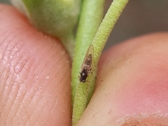 Bactericera lavaterae