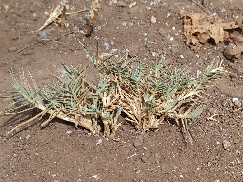 saltgrass-from-ventura-ca-93001-usa-on-july-19-2020-at-01-12-pm-by