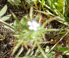 Navarretia tagetina