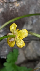 Ranunculus grayi