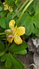 Ranunculus grayi