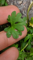 Ranunculus grayi