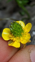 Ranunculus grayi