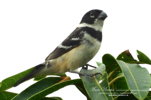 Morelet's Seedeater