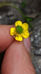 Ranunculus grayi