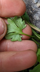 Ranunculus grayi