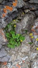 Ranunculus grayi