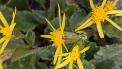 Senecio elmeri