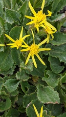 Senecio elmeri
