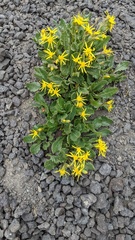 Senecio elmeri