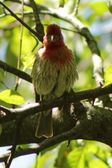 Haemorhous mexicanus