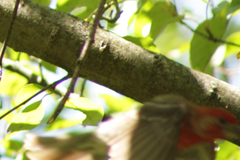 Haemorhous mexicanus