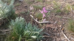 Oxytropis besseyi