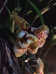 Stanhopea hernandezii
