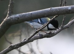 Parus minor dageletensis